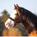 Ogłowie Bezwędzidłowe Coco FR Equestrian