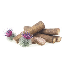 Łopian Korzeń Equiherbs