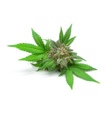 Konopia Ziarno Equiherbs