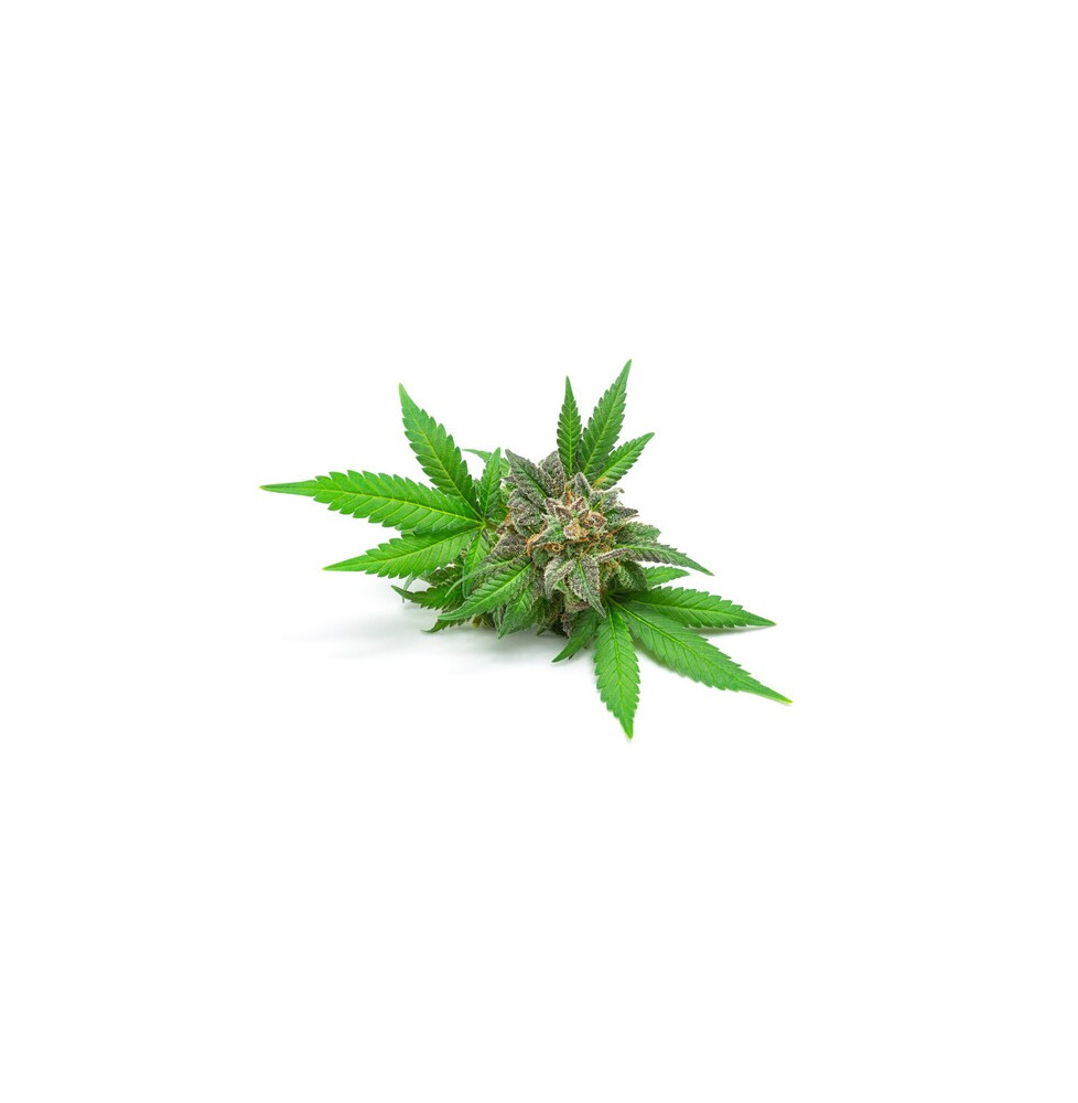 Konopia Ziarno Equiherbs