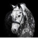 Ogłowie Bezwędzidłowe Multi-Bridle Lola FR Equestrian