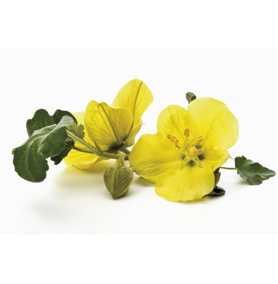 Wiesiołek Całe Ziarno Equiherbs