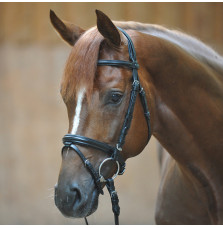 Ogłowie Quentin Shetty Black Kavalkade