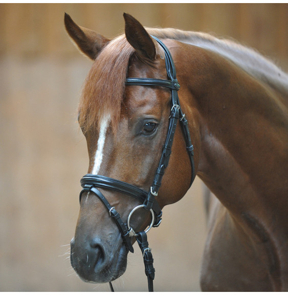 Ogłowie Quentin Shetty Black Kavalkade