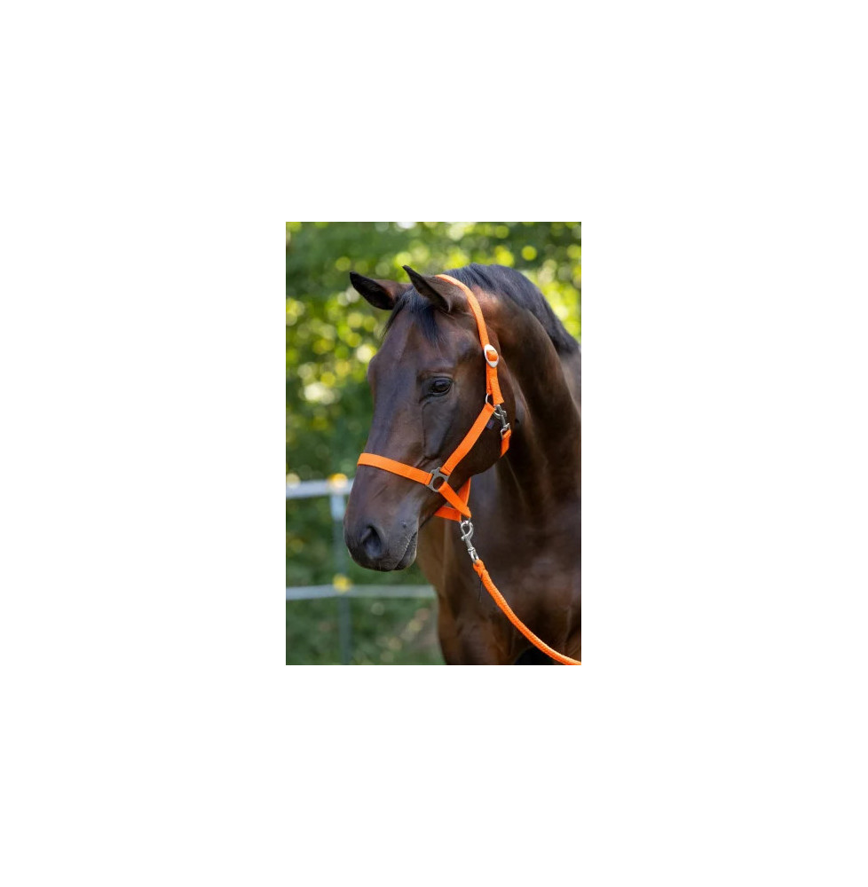Kantar Hippo Orange Covalliero