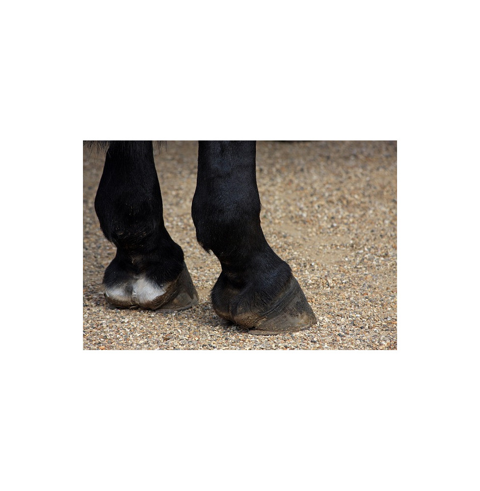 Pianka do Mycia Kopyt Lipowy Gaj