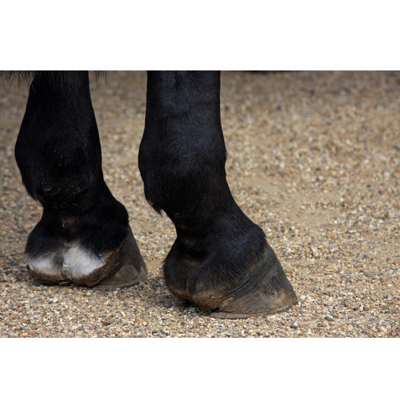 Pianka do Mycia Kopyt Lipowy Gaj