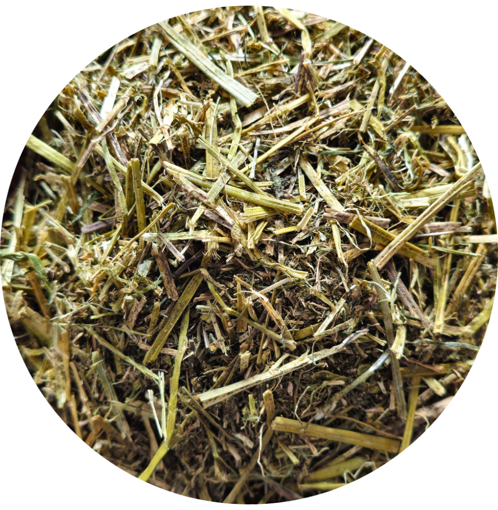 Sieczka z lucerny bez melasy Alfalfa with canola oil BIOFEED Horse & Pony