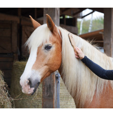 Szczotka Do Grzywy i Ogona LullaLove
