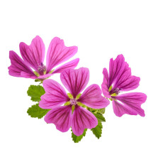 Ślaz Dzik Kwiat Equiherbs