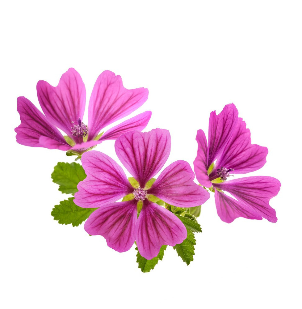 Ślaz Dzik Kwiat Equiherbs