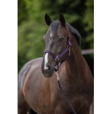 Kantar Dla Konia Hippo Fioletowy Covalliero