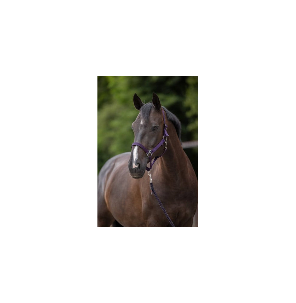 Kantar Dla Konia Hippo Fioletowy Covalliero