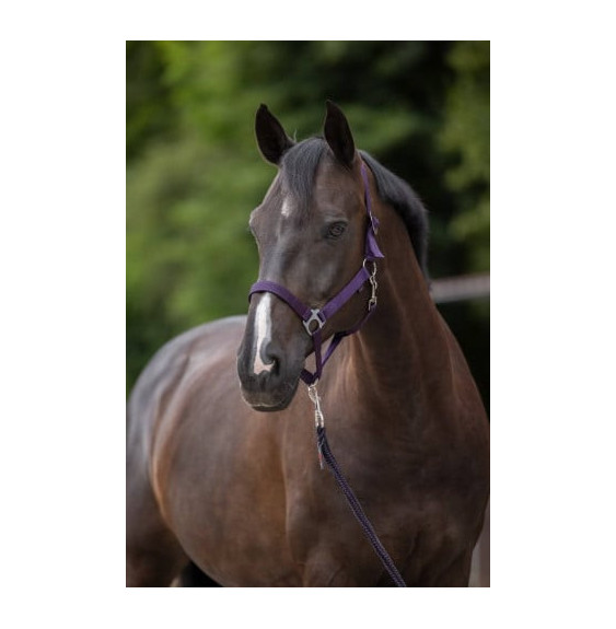 Kantar Dla Konia Hippo Fioletowy Covalliero