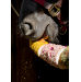 Gryzak "Impreza w Stajni" Stable Party 2026 Candy Horse