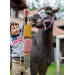 Gryzak "Impreza w Stajni" Stable Party 2026 Candy Horse