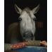 Gryzak "Odporność" Candy Horse