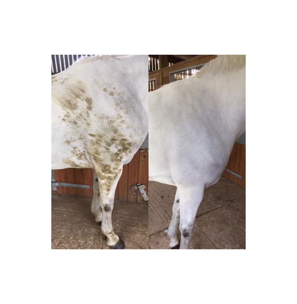 Suchy Szampon Polar White Smart Grooming