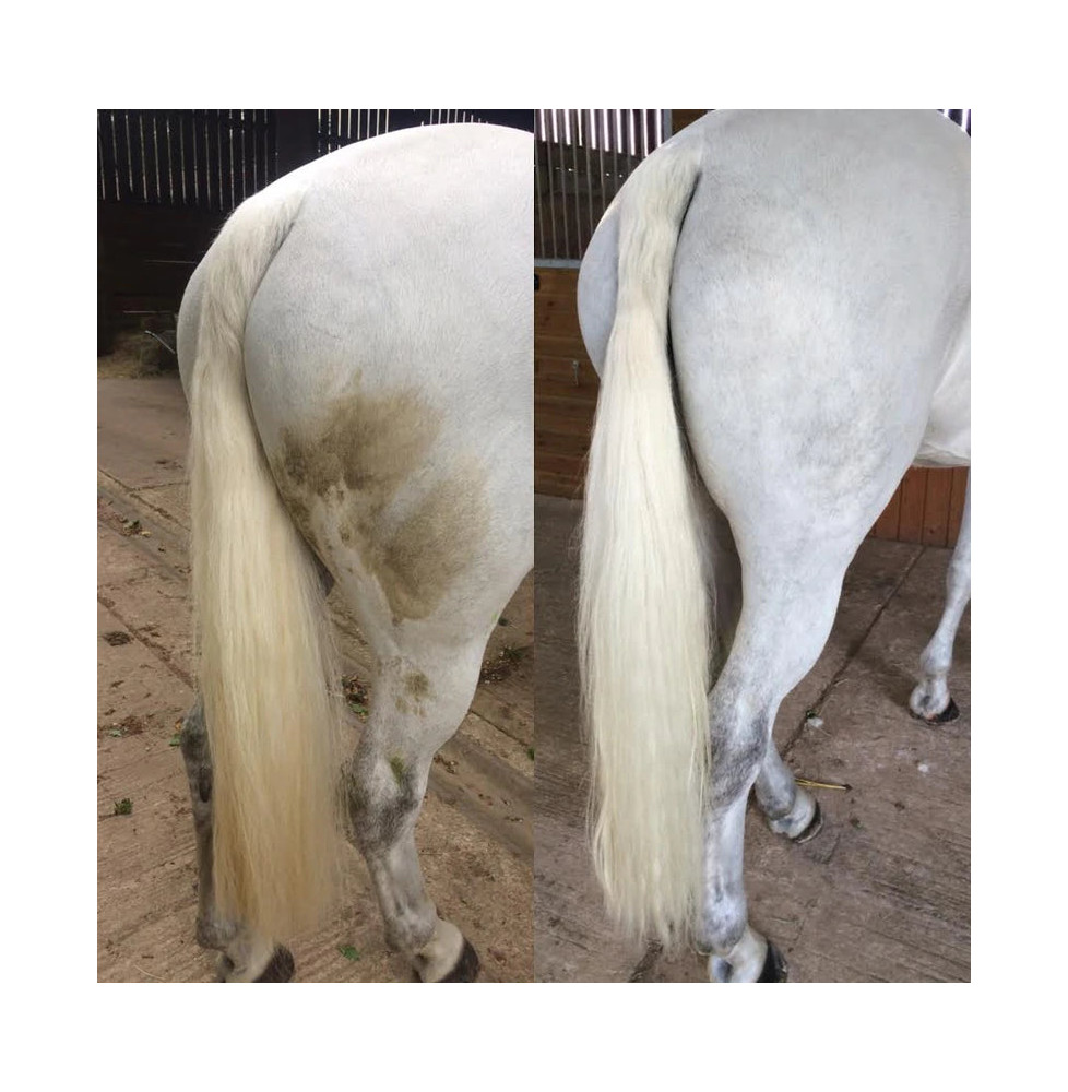 Suchy Szampon Polar White Smart Grooming