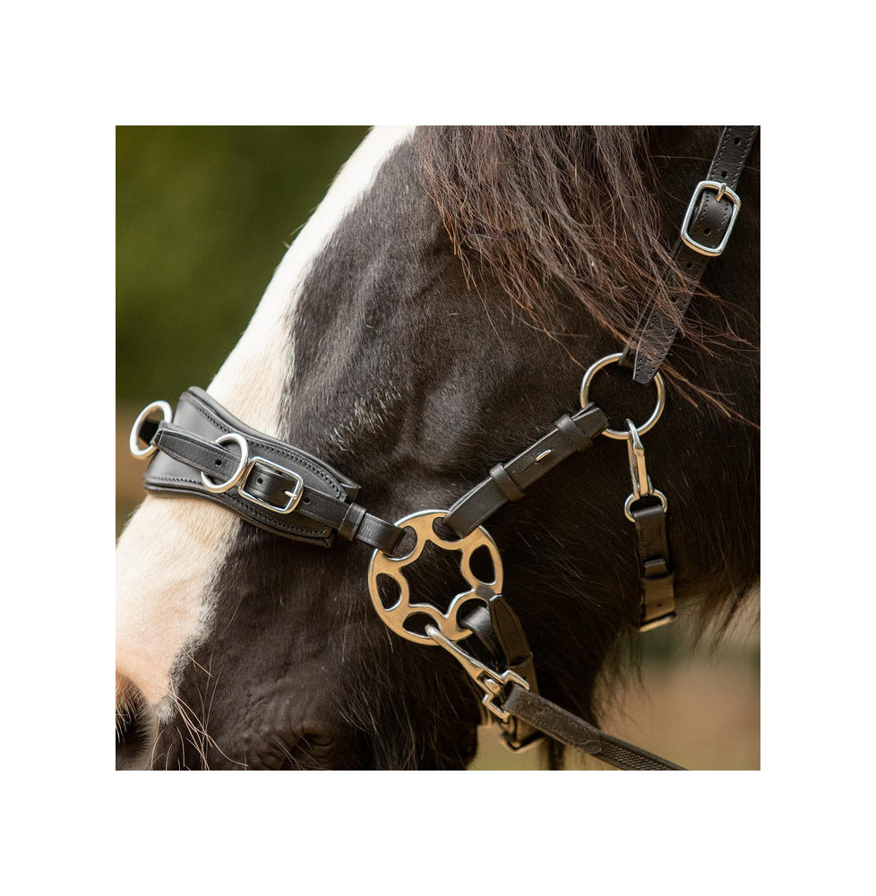 Czanki FR Equestrian