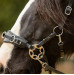 Czanki FR Equestrian